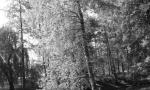 IMG_5488_512x768.jpg